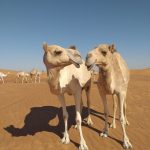 Unique SUNSET 4WD Red High Dunes Safari – with camp