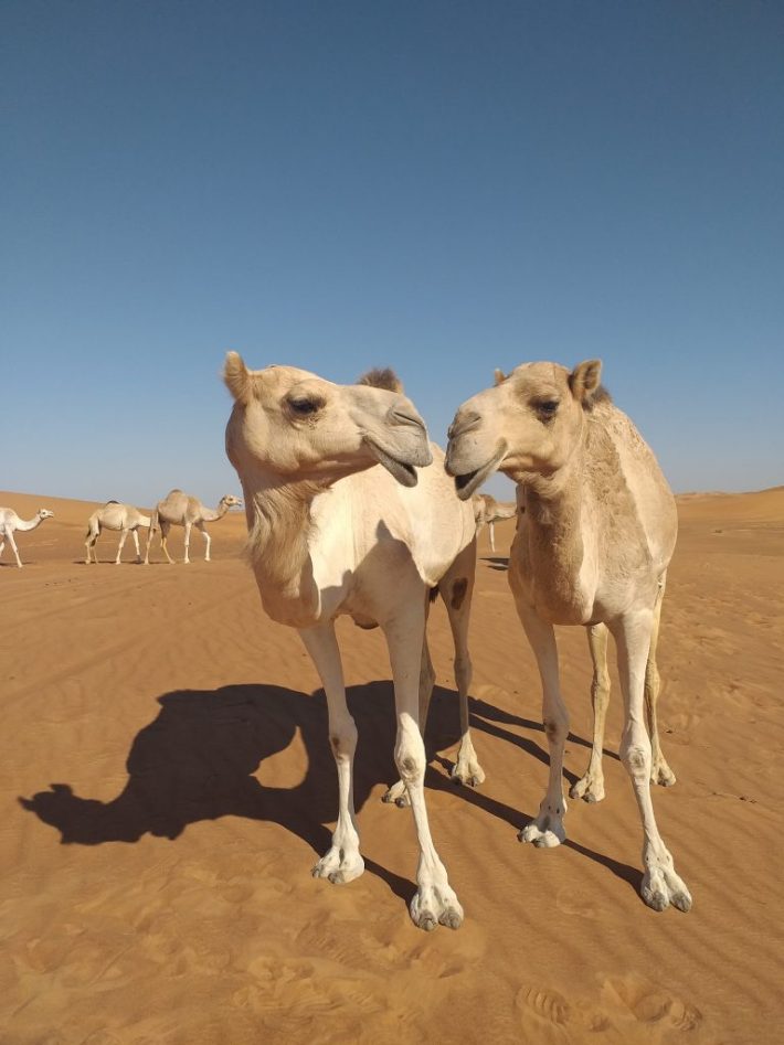 Unique SUNSET 4WD Red High Dunes Safari – with camp