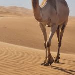 Unique SUNRISE Buggy Red Dunes Safari